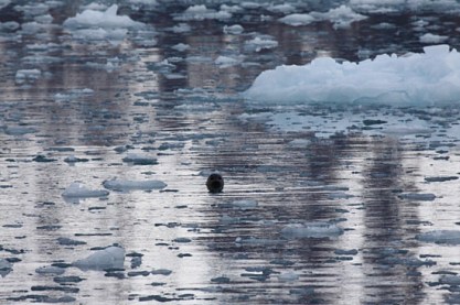 1.1243613137.harbor-seal-spies-on-us