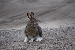 1.1243785976.snowshoe-hare