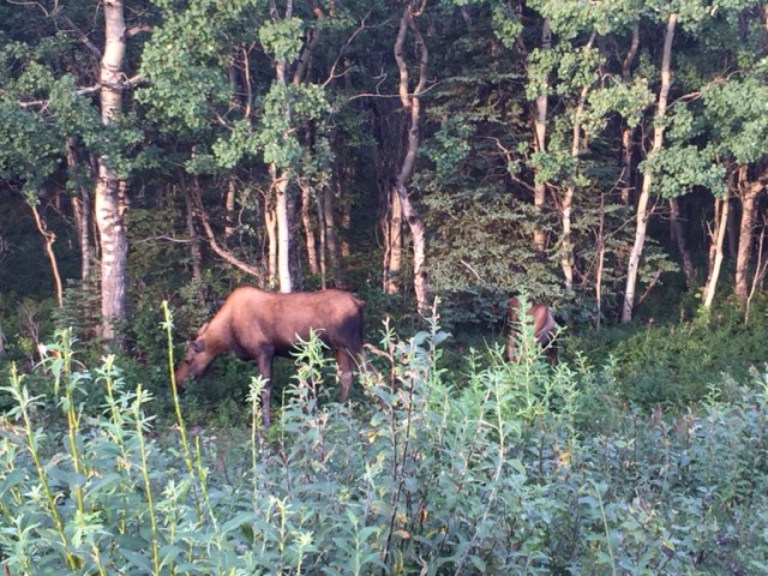 5.1439034634.moose-group-1